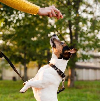 Consejos para pasear a tu perro de manera segura en Panamá.