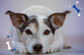 cada cuanto se debe despulpar y desparasitar a un cachorro