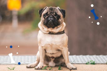 cada cuanto se debe despulpar y desparasitar a un cachorro