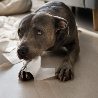 que haces cuando tu perro vomita y no come