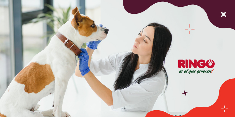 cuanto cuesta una visita al veterinario de emergencia para un perro