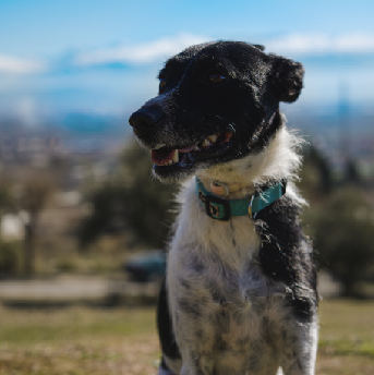 responsabilidades-basicas-de-los-dueños-de-mascotas.png