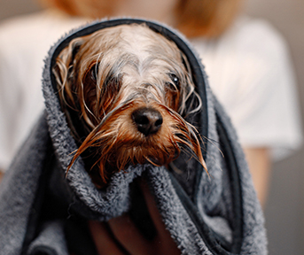 ¿A qué edad bañar a los cachorros y cómo hacerlo?