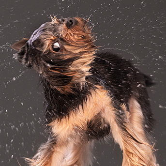 como-debo-preparar-el-baño-de-un-cachorro.jpg