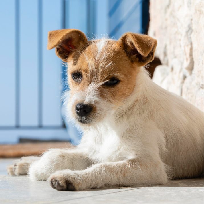 como-salvar-un-cachorro-recien-nacido-huerfano.png