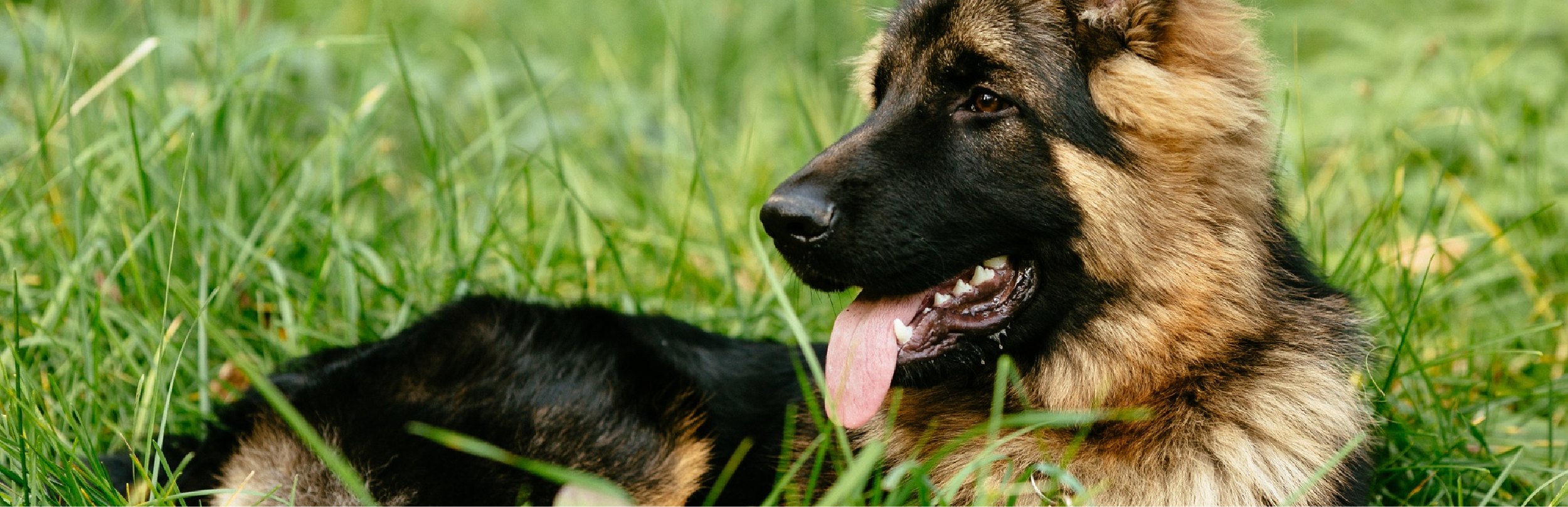 Cómo saber que tu perrita está embarazada