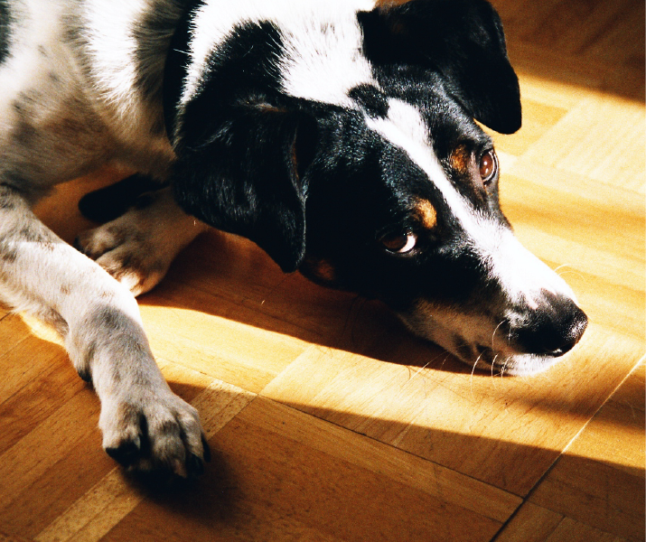 cuales son los sintomas de la rabia en perros