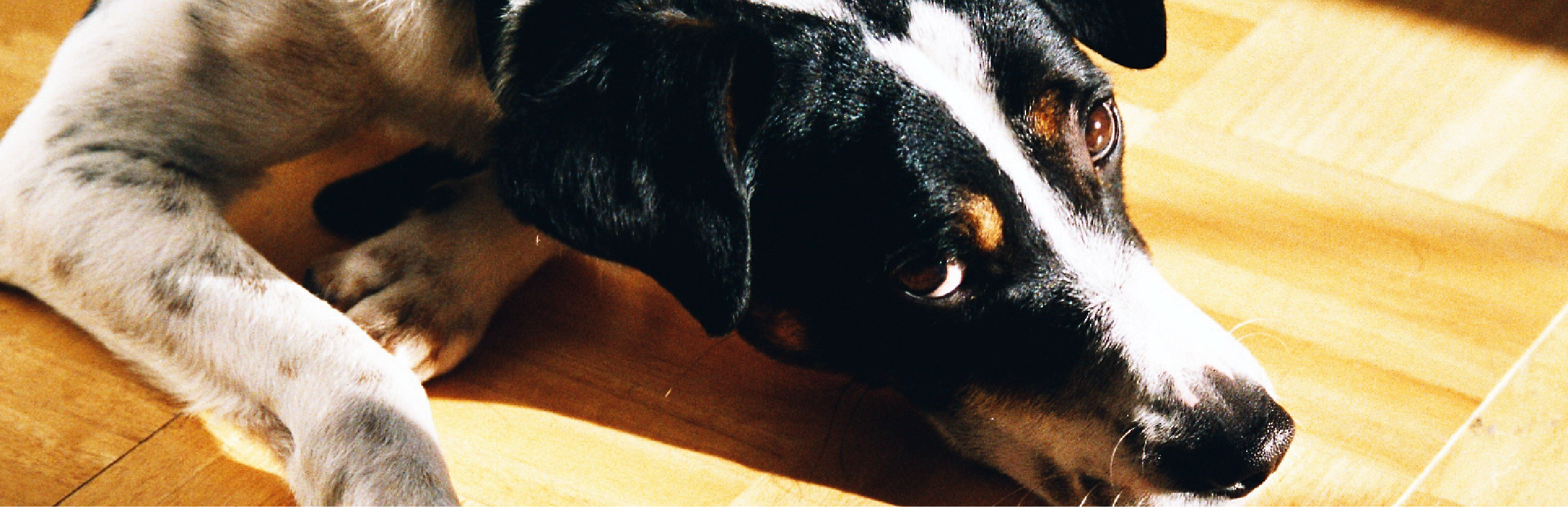 cuales son los sintomas de la rabia en perros
