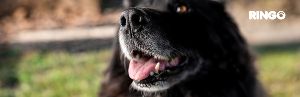 Datos curiosos sobre el olfato canino