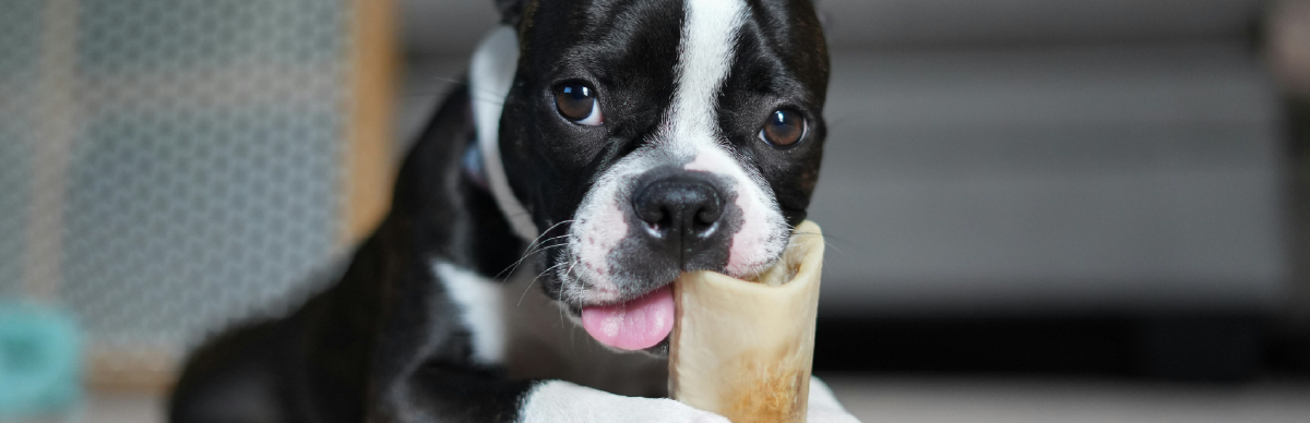 Huesos que no deben comer los perros