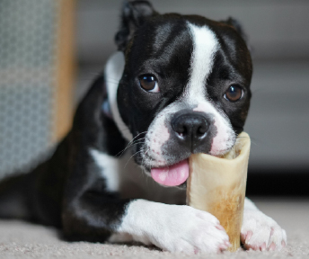 Huesos que no deben comer los perros