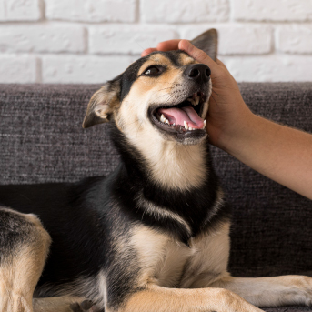 como-saber-si-un-perro-tiene-giardia.jpg