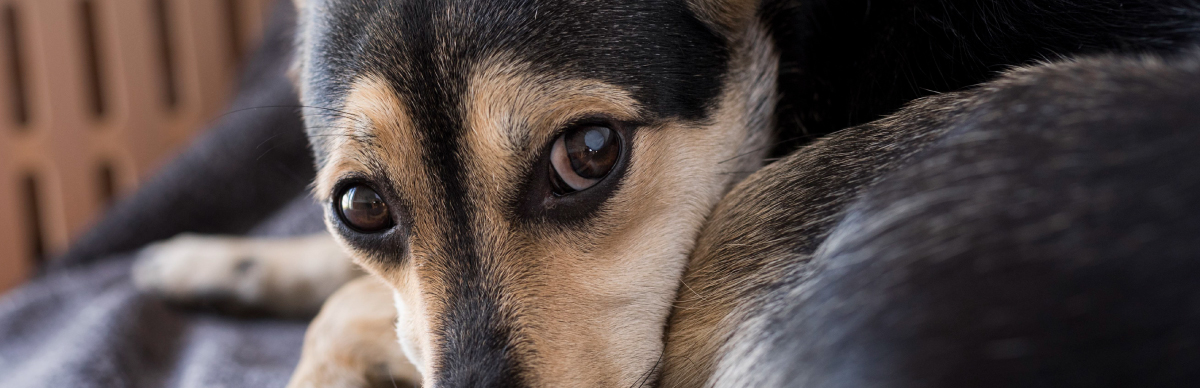 Parásitos intestinales en perros