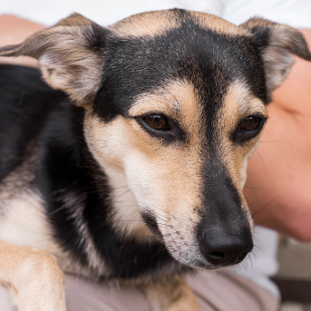 tratamiento-giardia-perros.jpg