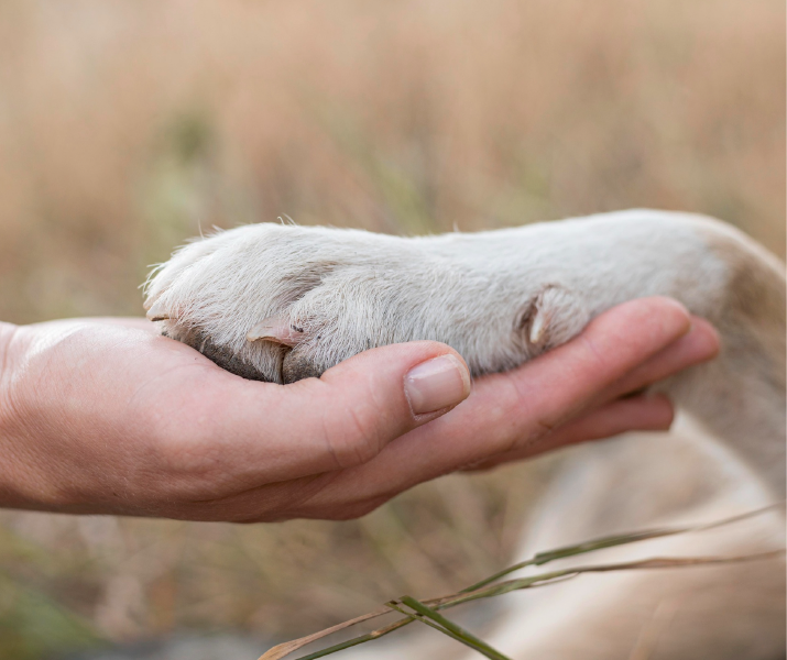 Picazón y enrojecimiento en las patas de perros