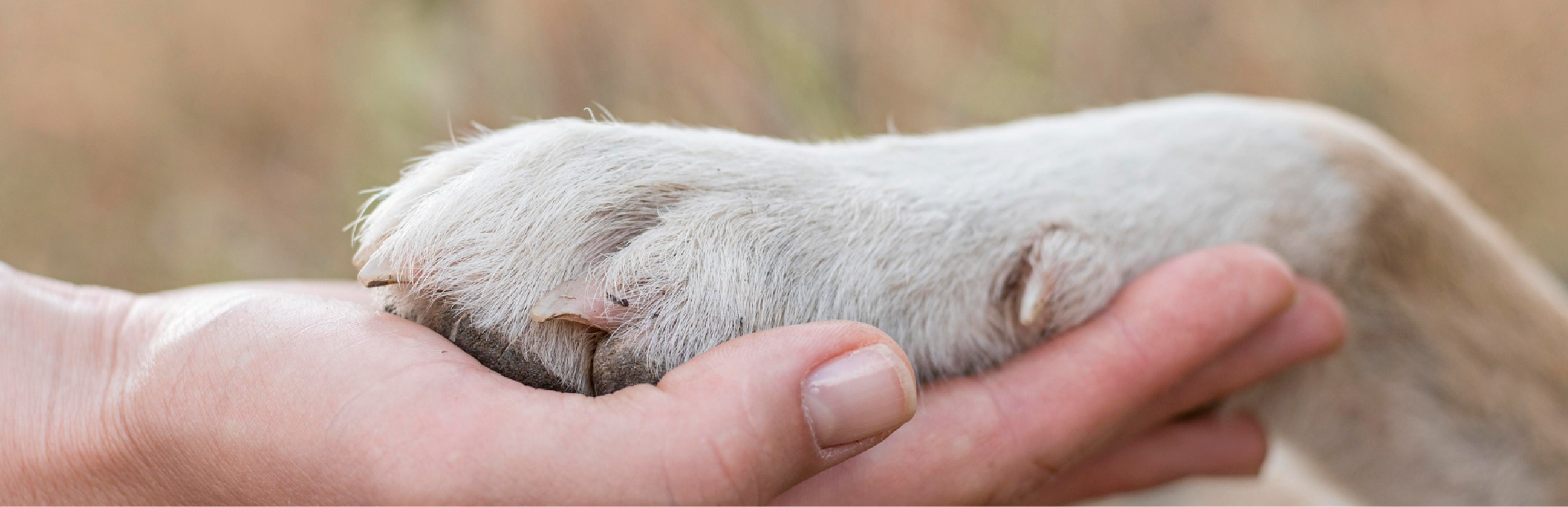 Picazón y enrojecimiento en las patas de perros