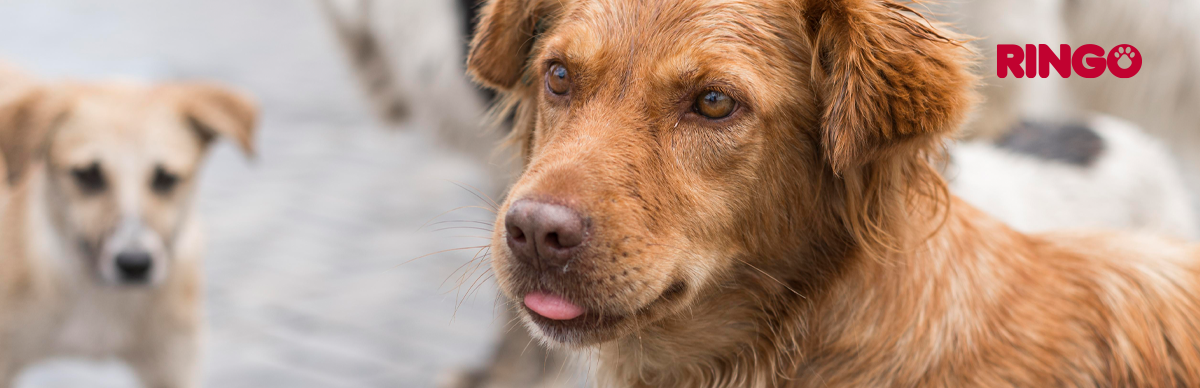 Cómo identificar a un perro sin hogar en peligro y qué hacer al respecto