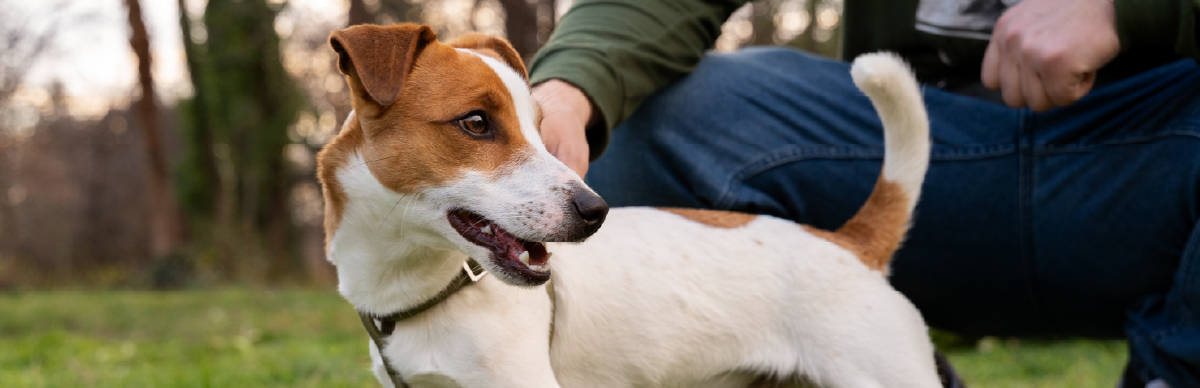 Por qué los perros persiguen su cola obsesivamente