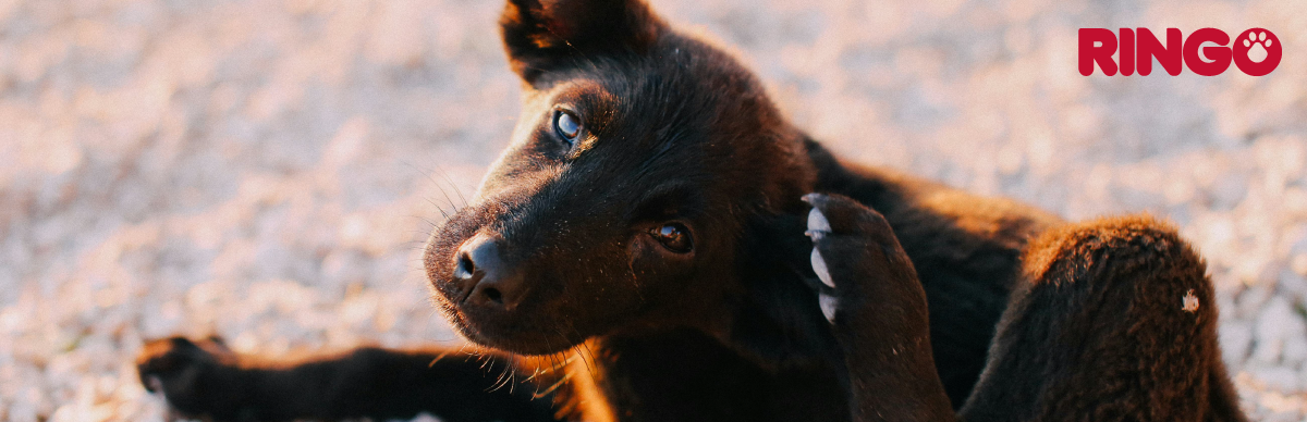 como tratar la sarna en perros