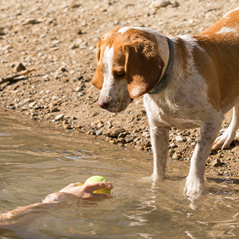 beneficios-de-enseñarle-a-mi-perro-a-nadar.jpg