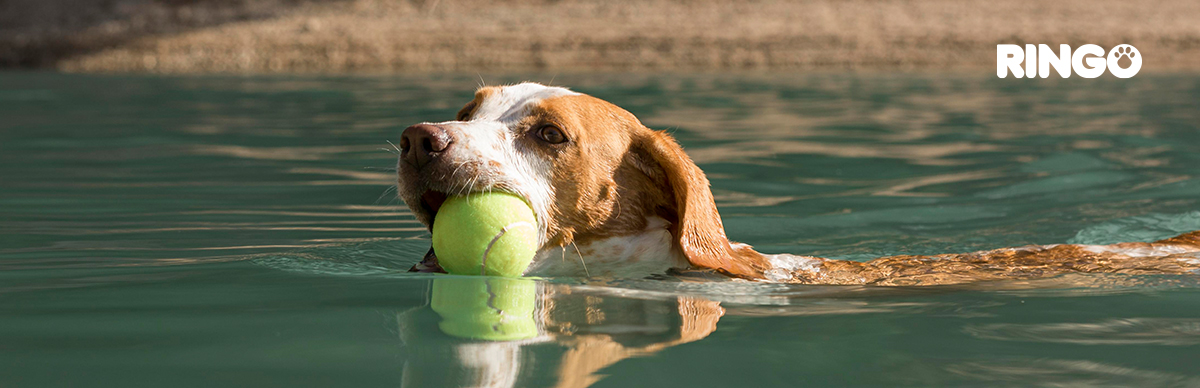 beneficios de la natación para perros