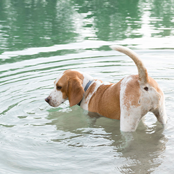 como-enseñarle-a-nadar-a-mi-perro.jpg