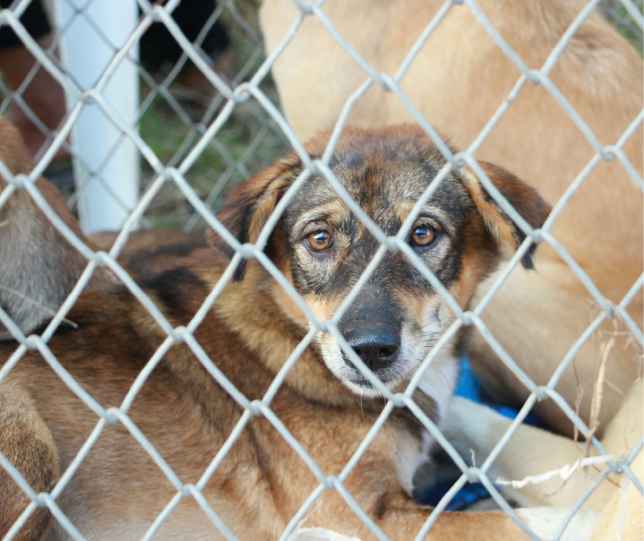 Cómo apoyar fundaciones de rescate animal