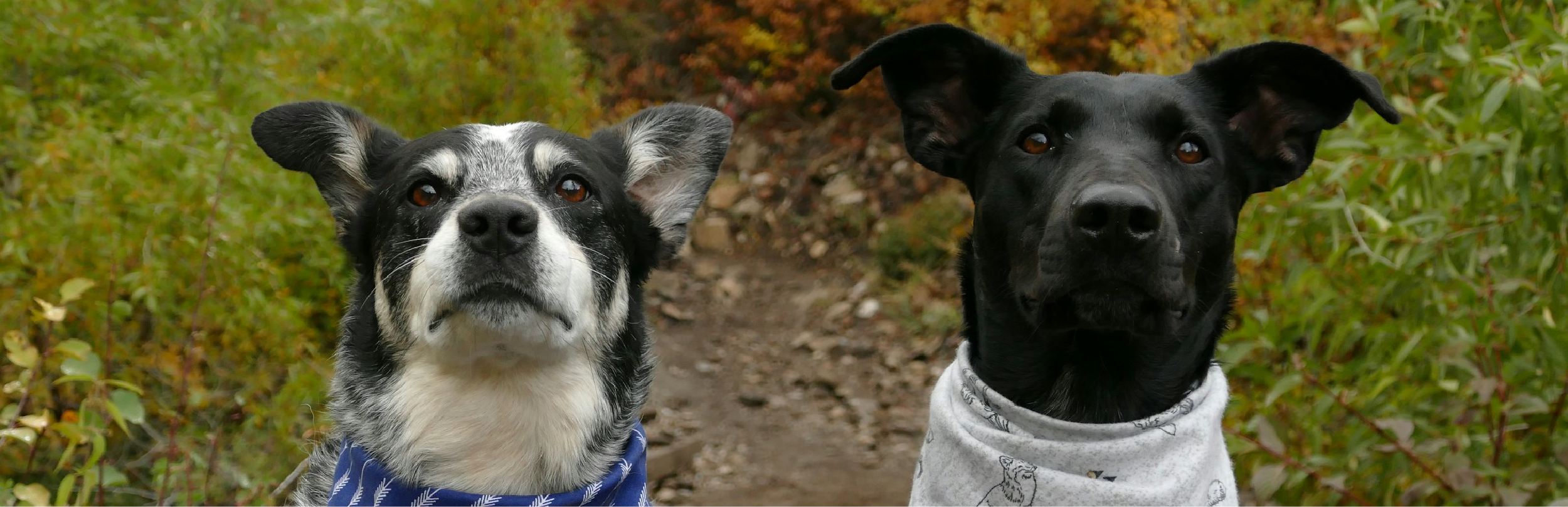 como prevenir la otitis en los perros