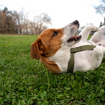 ontrol-de-pulgas-en-perros.jpg