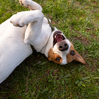 pulgas-en-mascotas.jpg