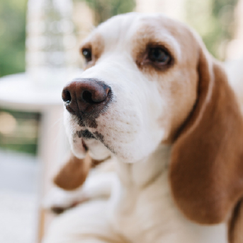 cuando-se-les-cambian-las-croquetas-a-los-perros.jpg