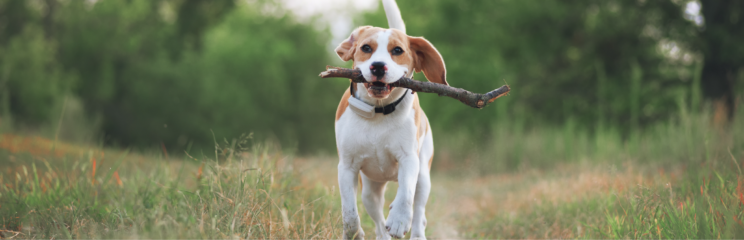 cuantas veces sacar a tu perro