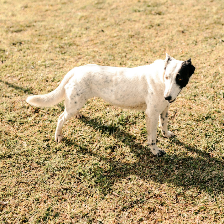 ehrlichia-en-cachorros.png