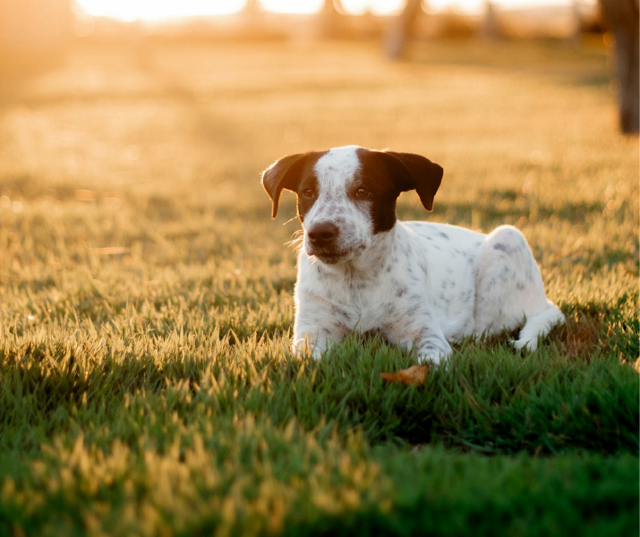 Ehrlichia en perros: lo que debes saber