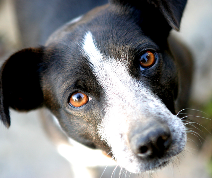 Gases en los perros: causas y cómo reducirlos