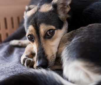 Giardia en perros: Síntomas y prevención