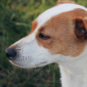 tenencia-responsable-de-perros-en-colombia.jpg