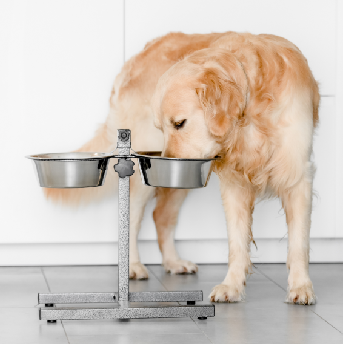 recetas-navideñas-para-perros.png