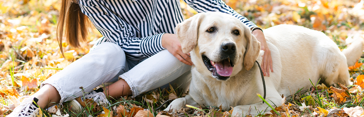 Adopción responsable de perros adultos