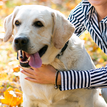 como-se-adapta-un-perro-adulto-a-un-nuevo-hogar.jpg