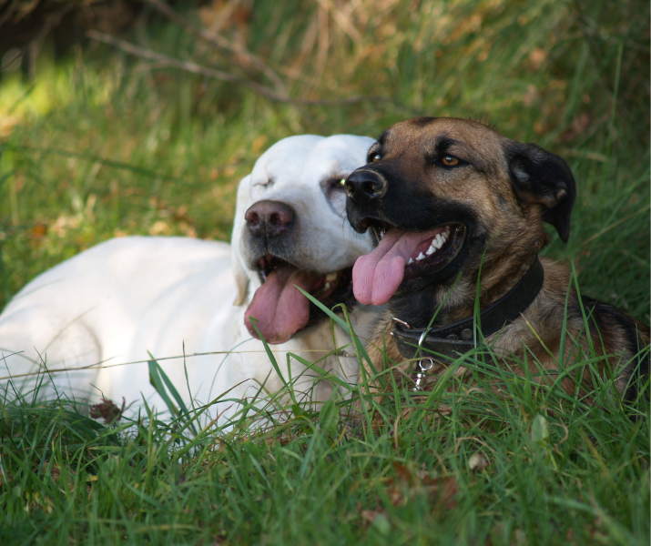 ley para esterilizar perros y gatos