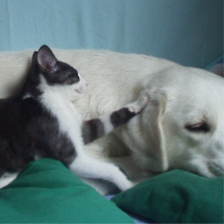 perro-y-gato-durmiendo-juntos.png